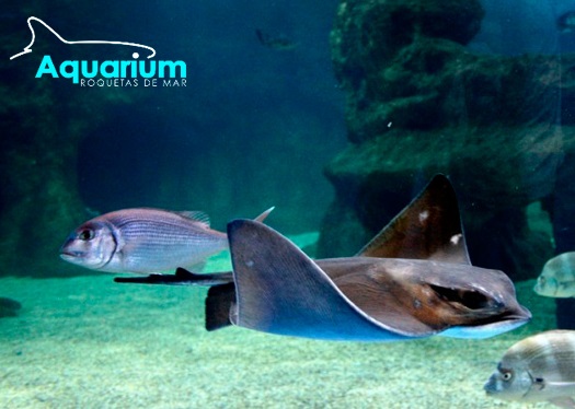 Aquarium Roquetas de Mar