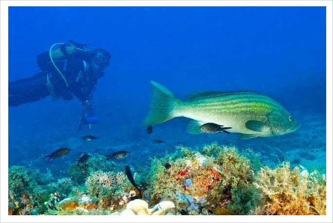 Buceo Las Negras