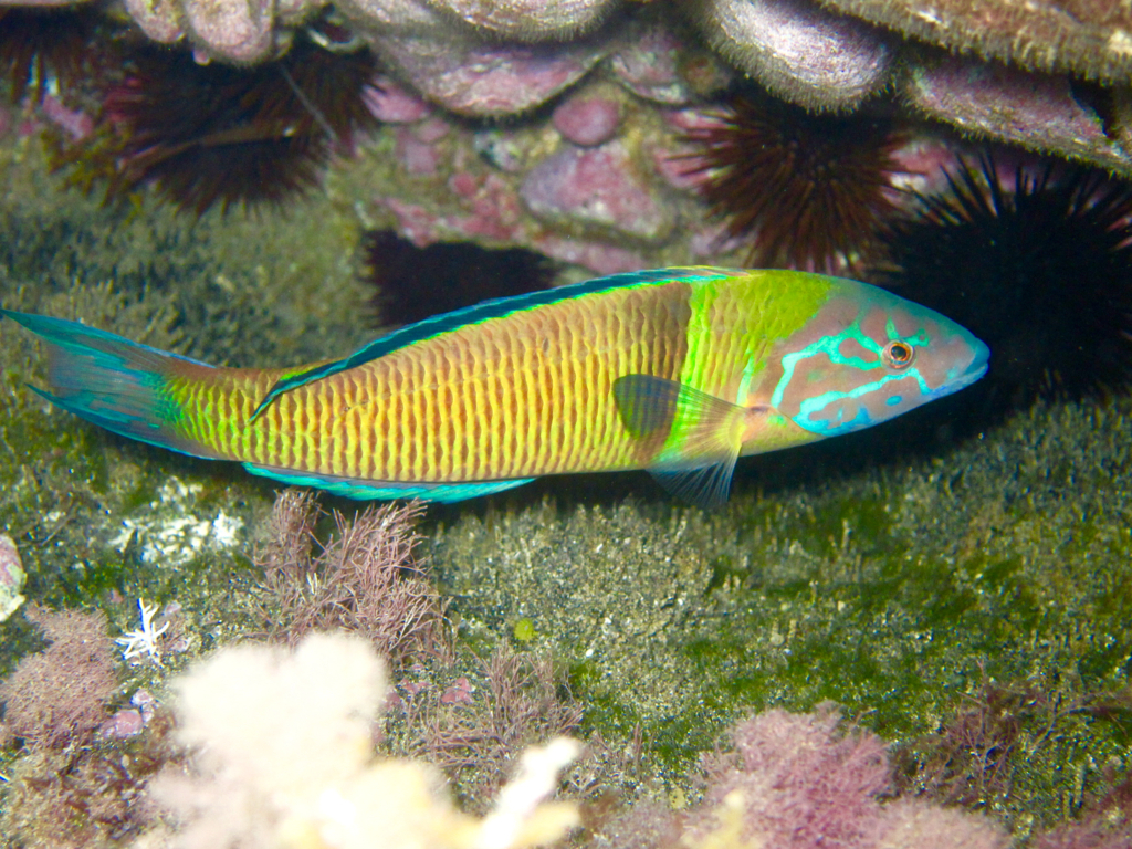 EcoAgata – Snorkel en Cabo de Gata