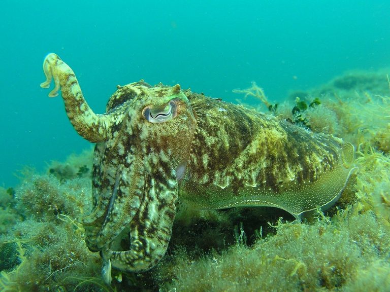 Branquias centro de buceo