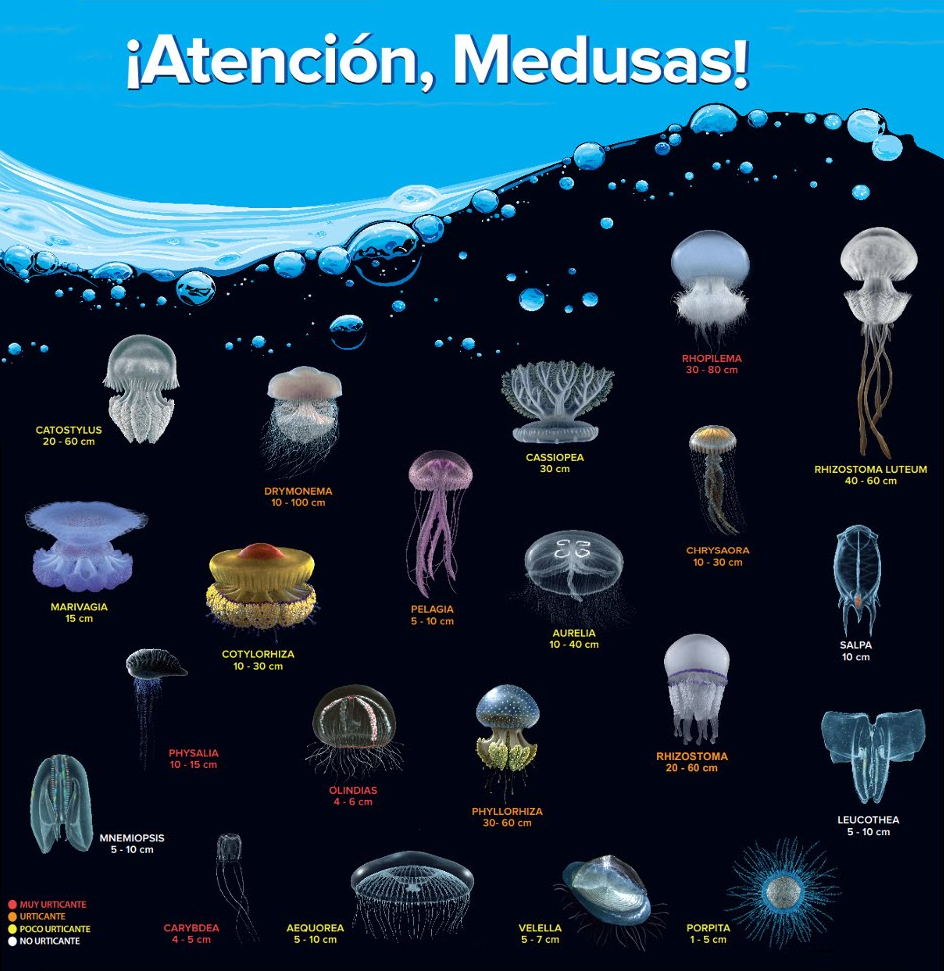 Medusas