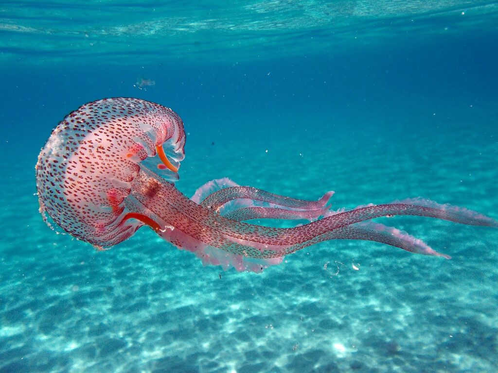 medusas