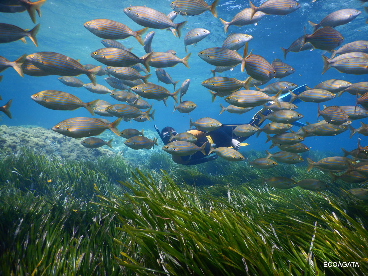 buceo y snorkel